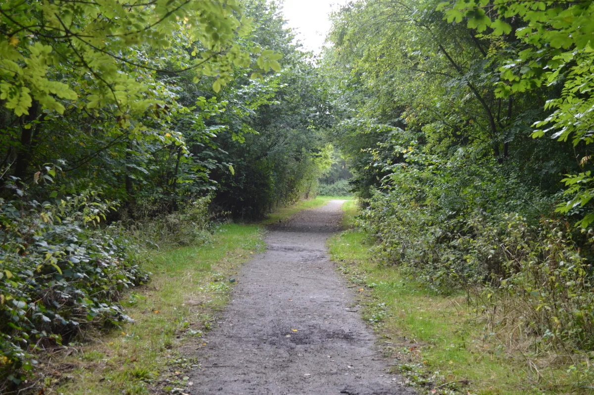 Flitwick Wood