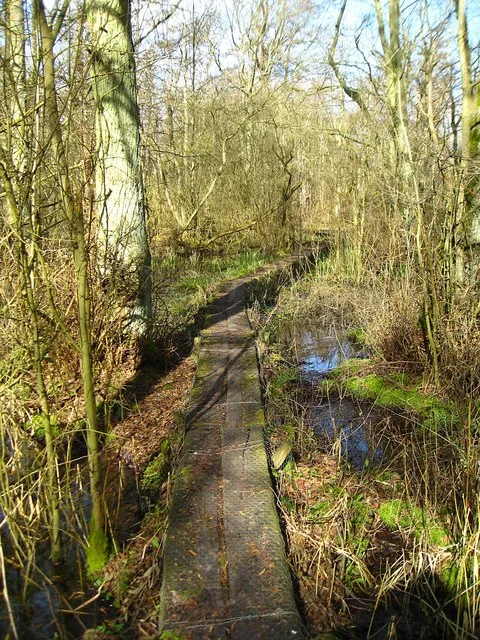 Fordham Woods