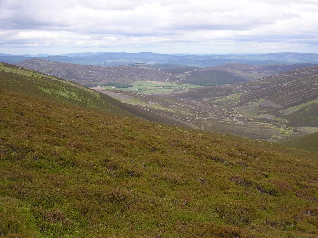 Forest of Birse