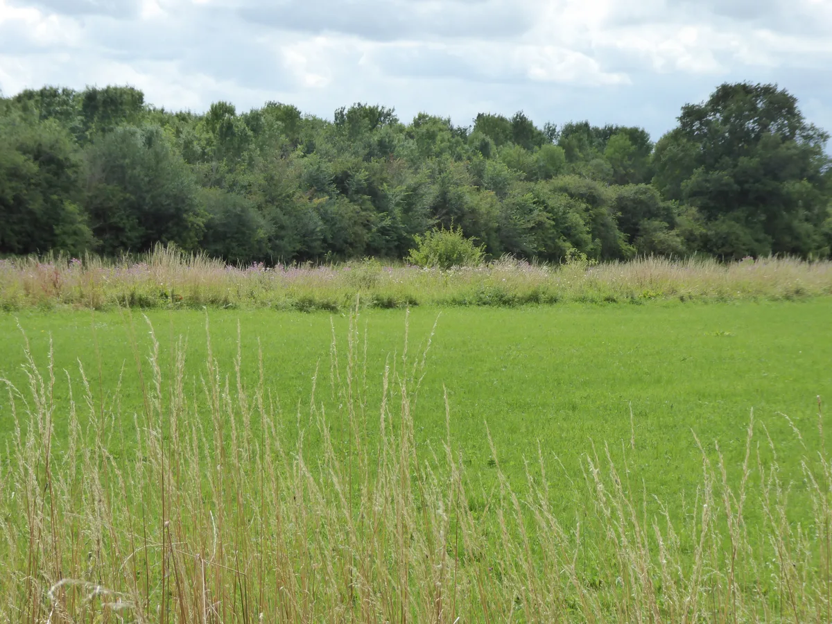 Fox Fritillary Meadow