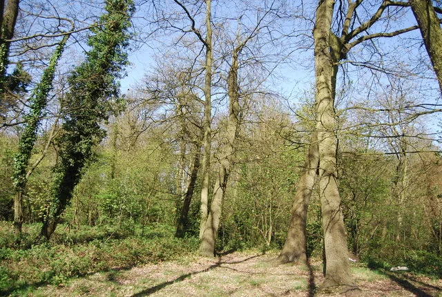 Foxes Wood