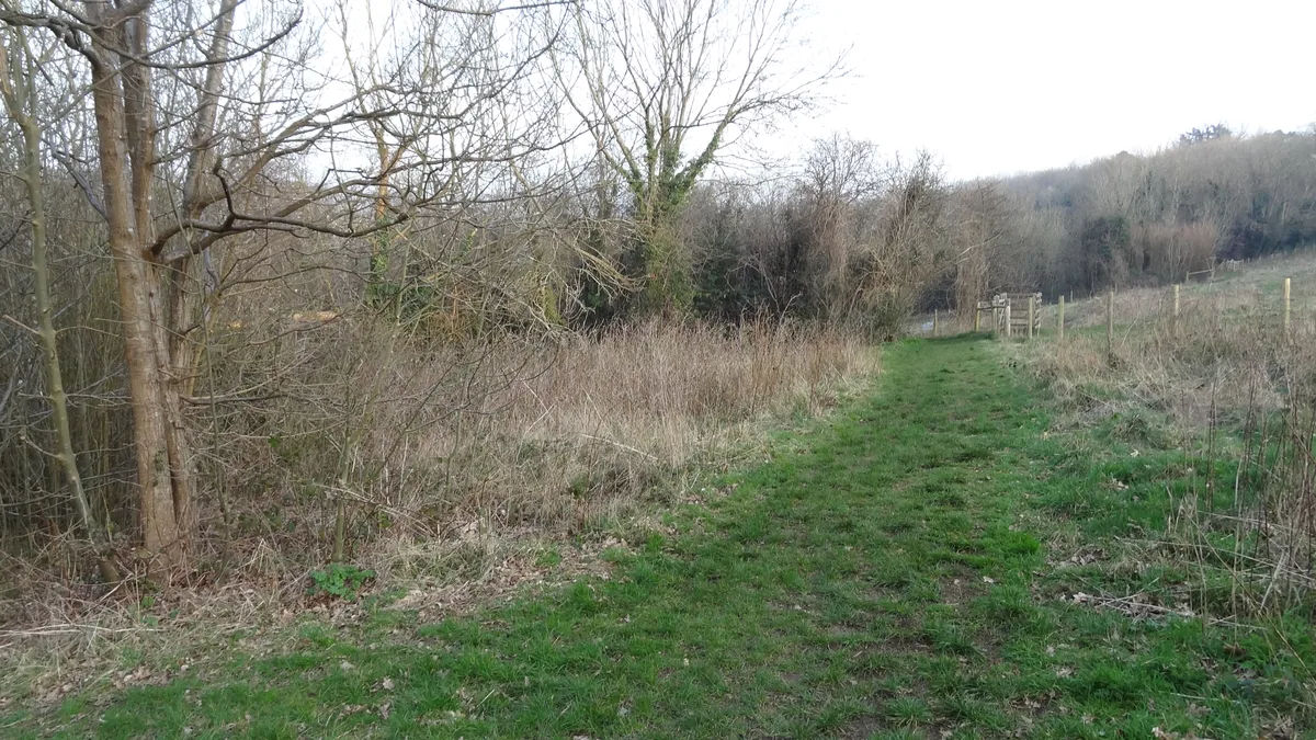 Foxley Wood