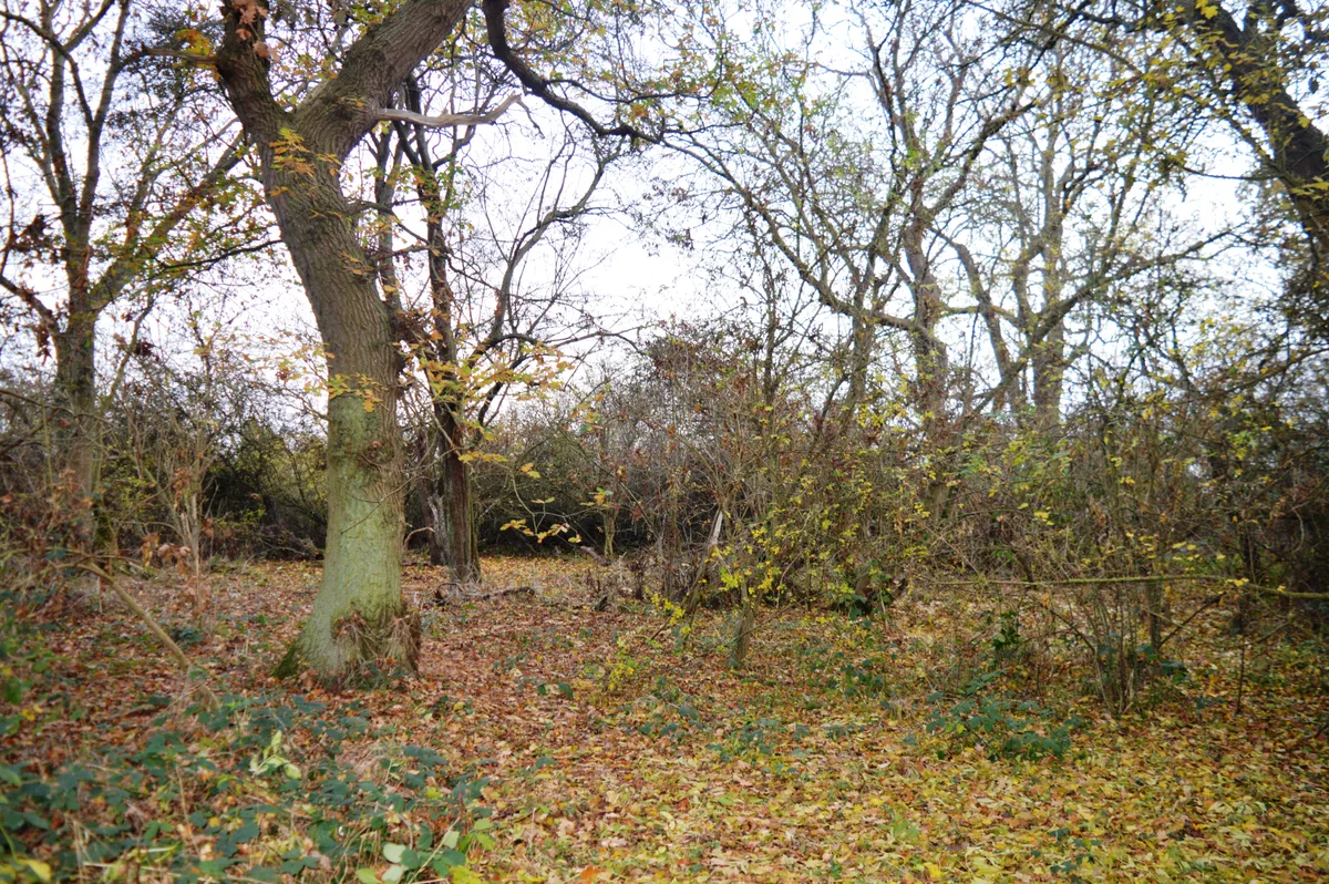 Gamsey Wood