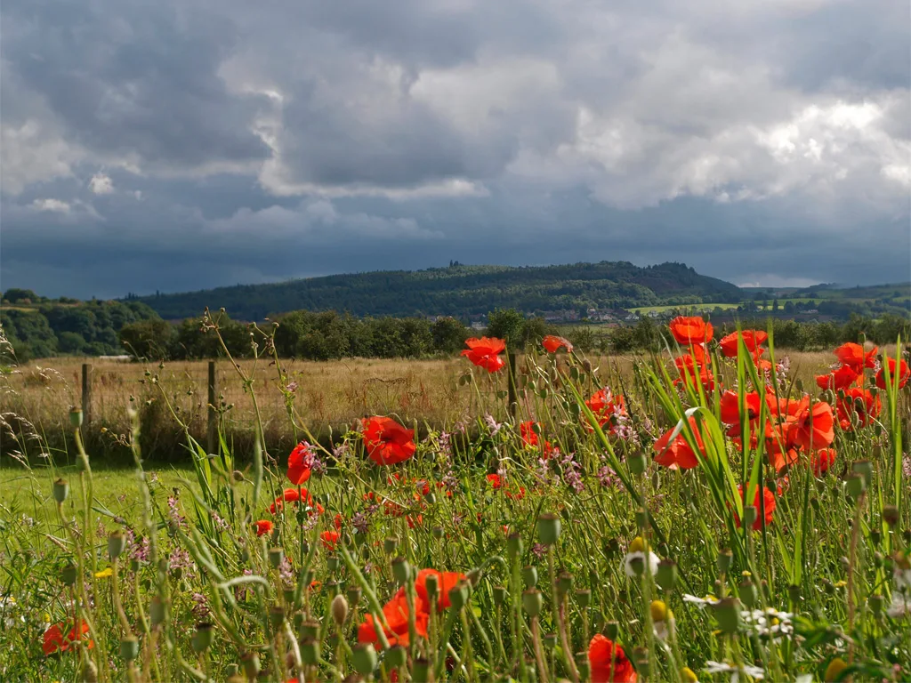Gillies Hill