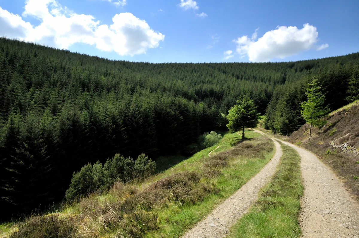 Glentress Forest