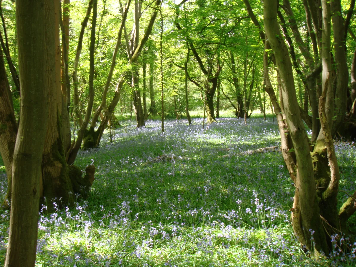 Glover's Wood