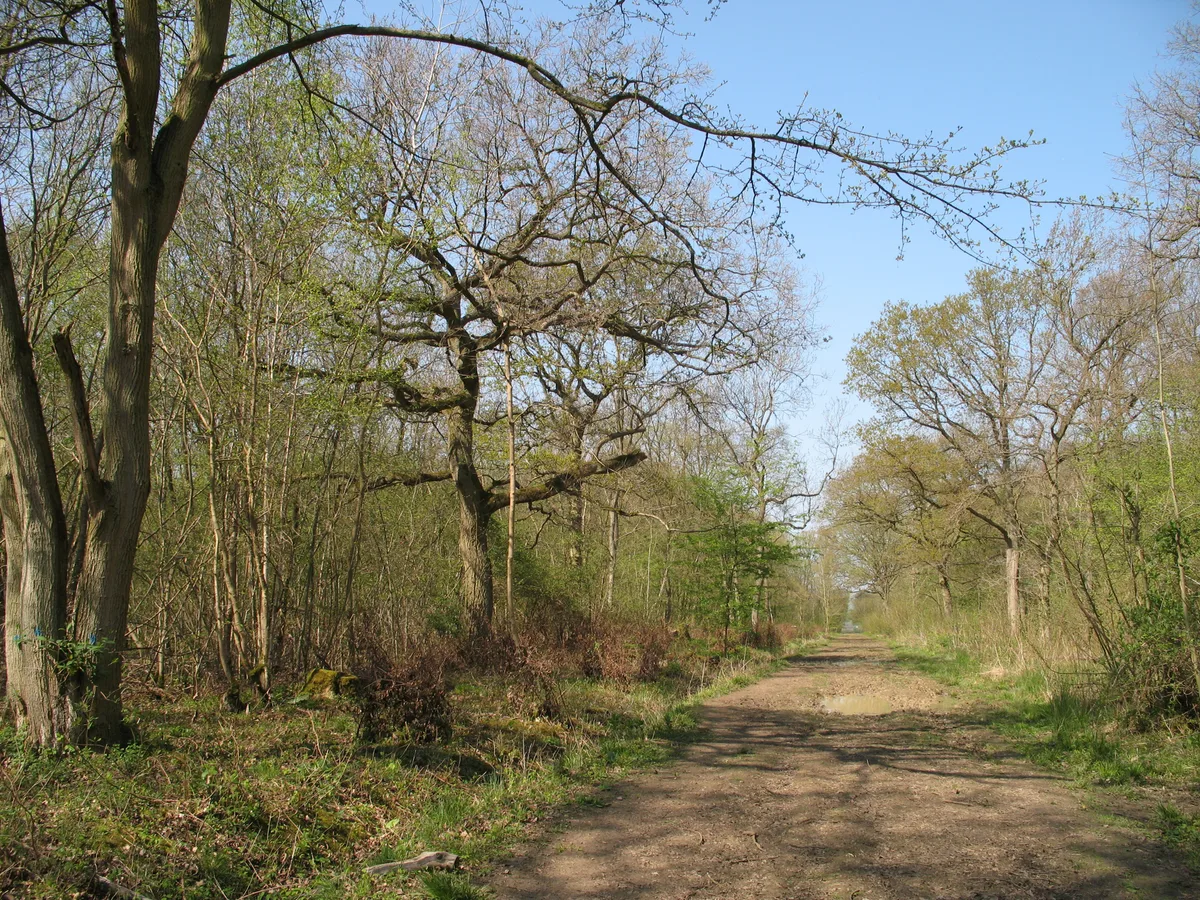 Gransden and Waresley Woods