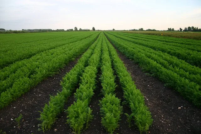 Great Fen Project