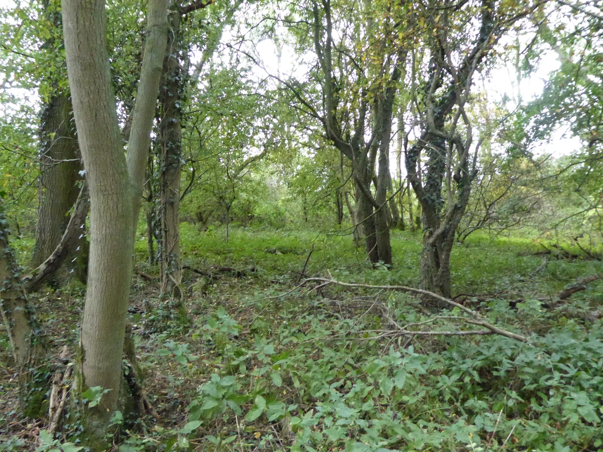 Great Merrible Wood