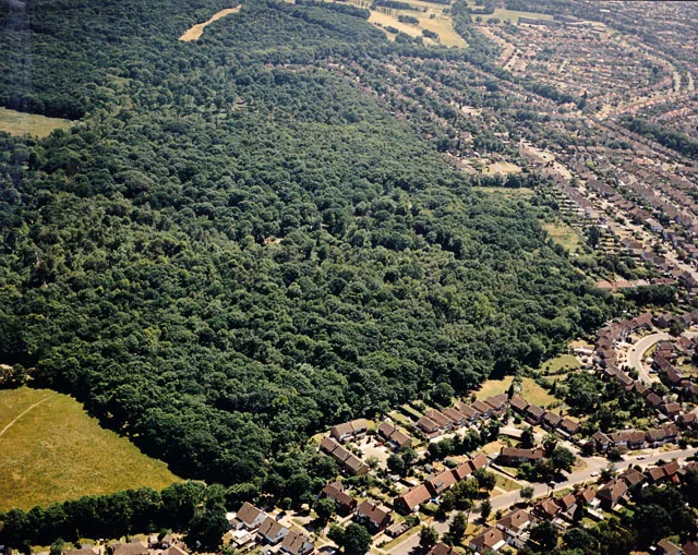 Great Wood and Dodd's Grove