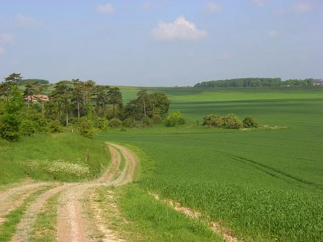 Grim's Ditch: section 1200yds (1100m) long from Chilton Plantation to Ridge Hill