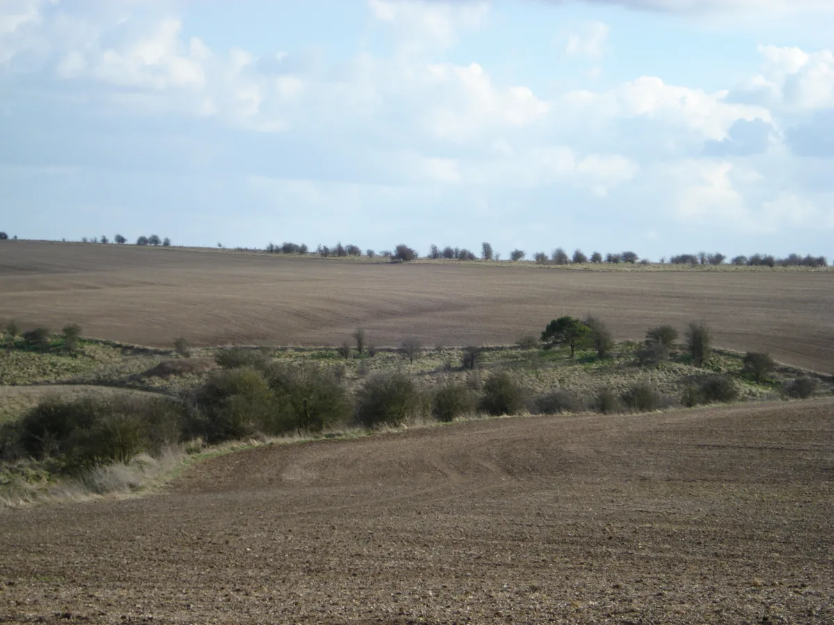 Grim's Ditch: section W of Chilton Plantation
