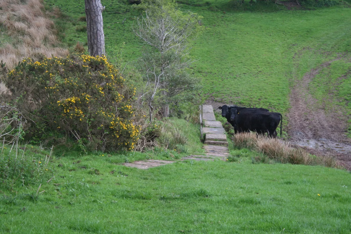 Hadrian's Wall between the road to Garthside and The Centurion Inn, Walton, in wall miles 54 and 55