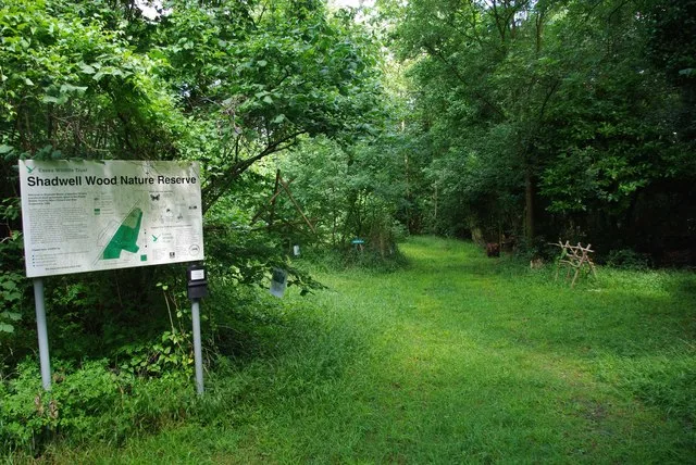 Hales and Shadwell Woods