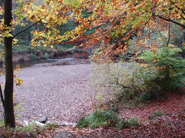 Hamsterley Forest