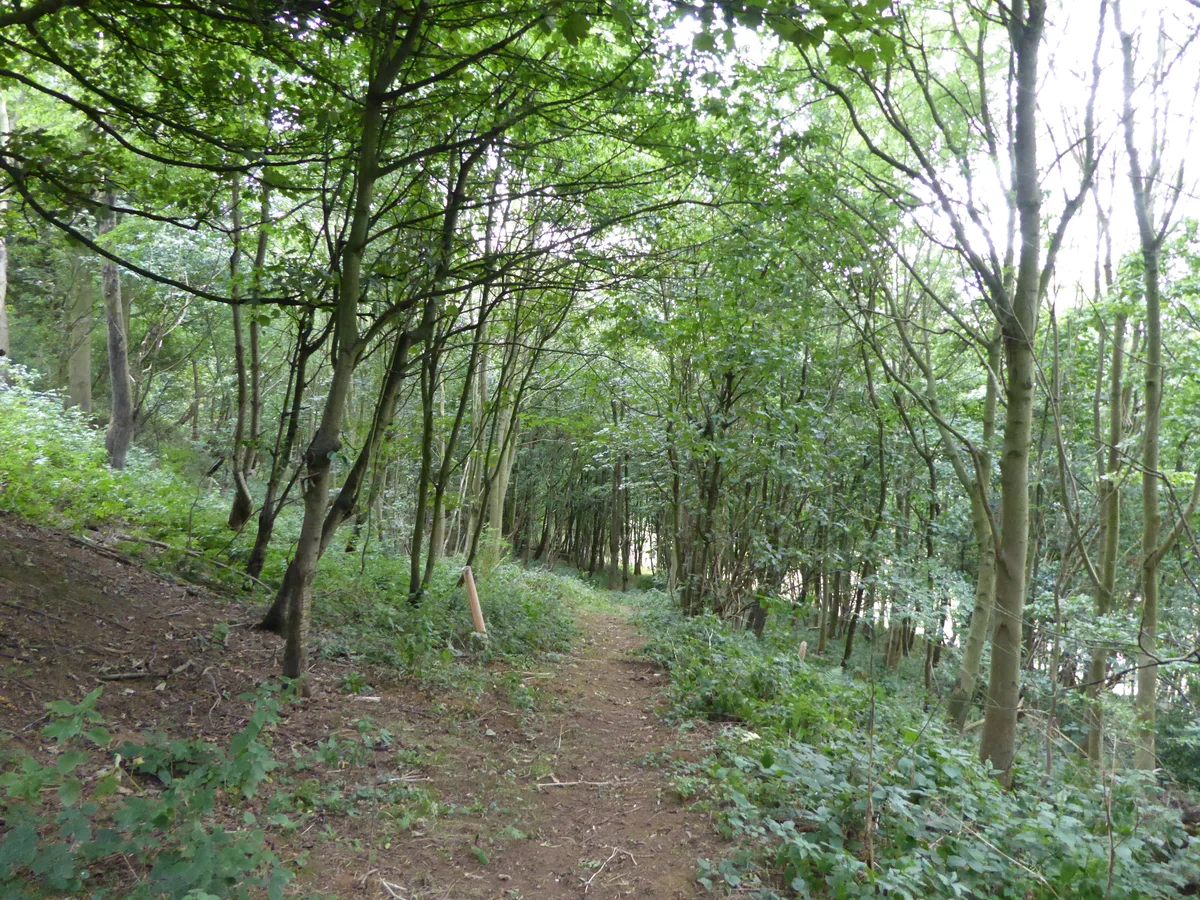 Harby Hill Wood
