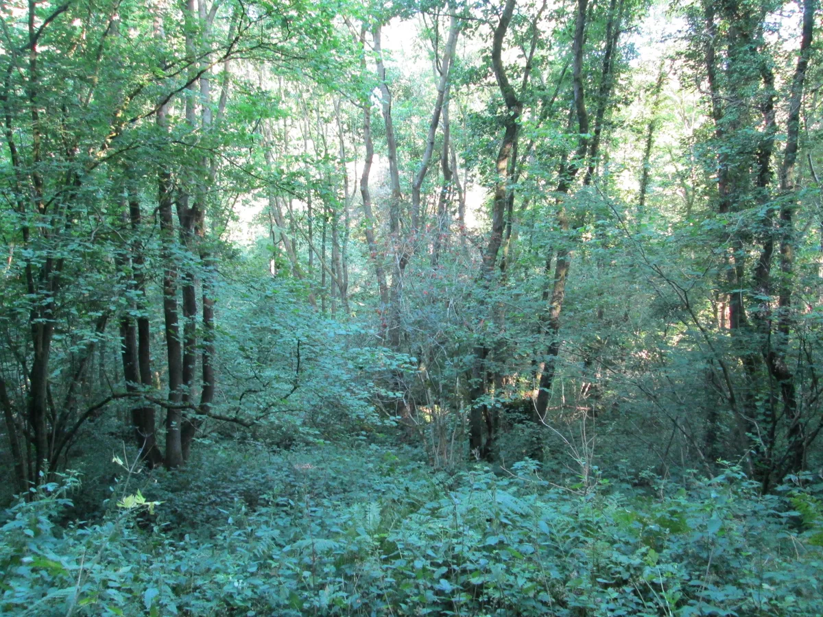 Harston Wood