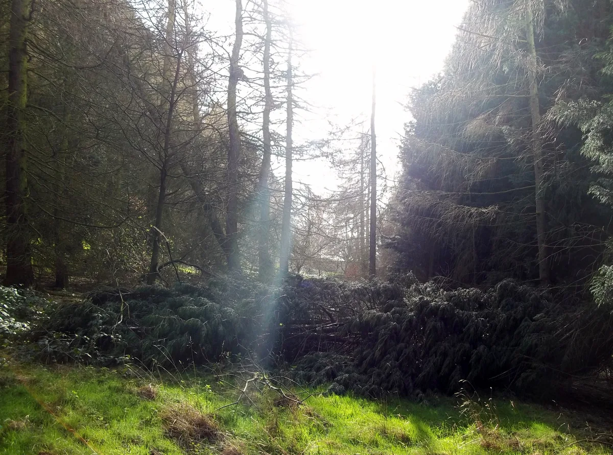 Heath Wood barrow cemetery