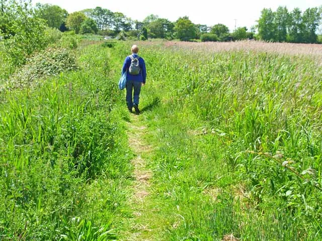 Hen Reedbeds