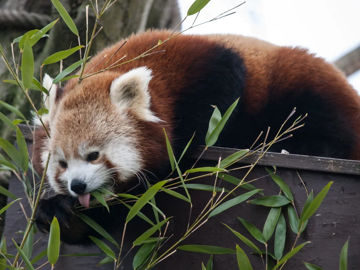 Hertfordshire Zoo