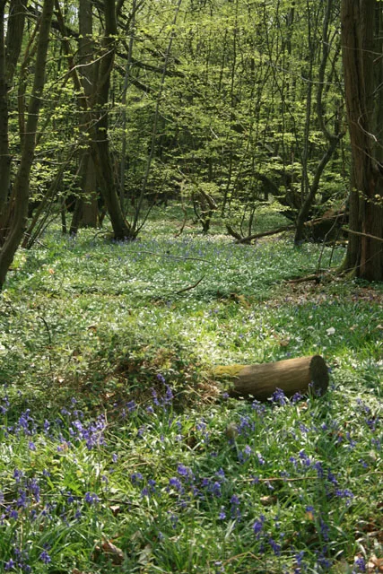 Hoad's Wood