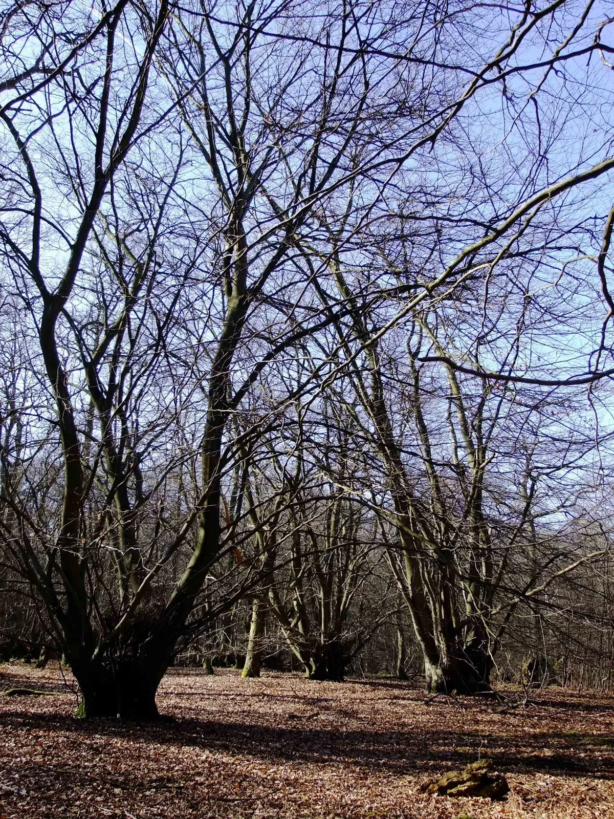Hodgemoor Wood