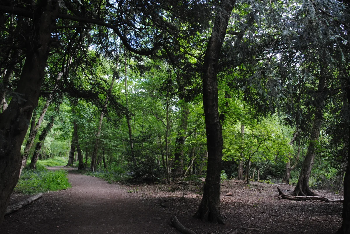 Holly Wood