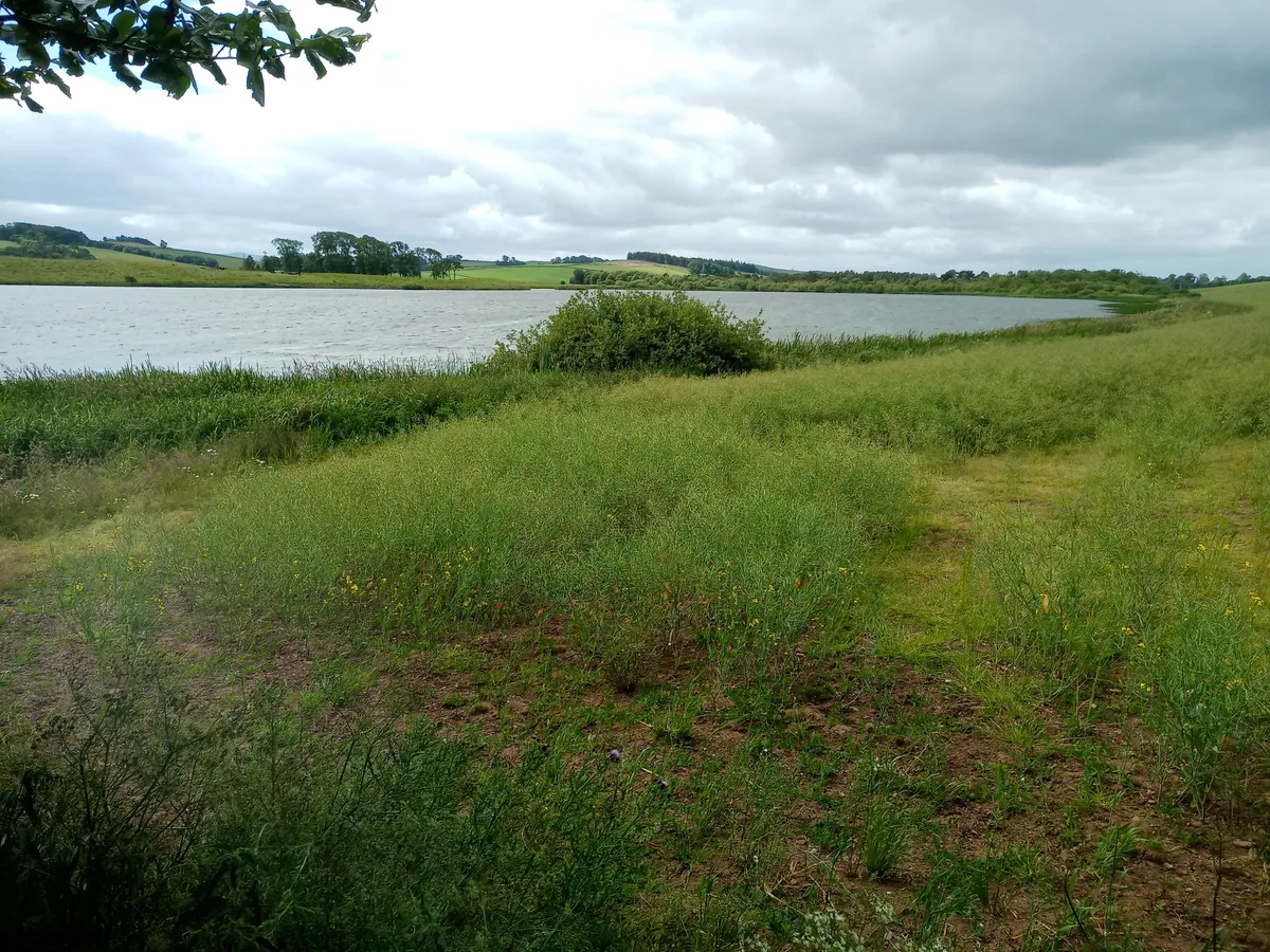 Hoselaw Loch and Din Moss