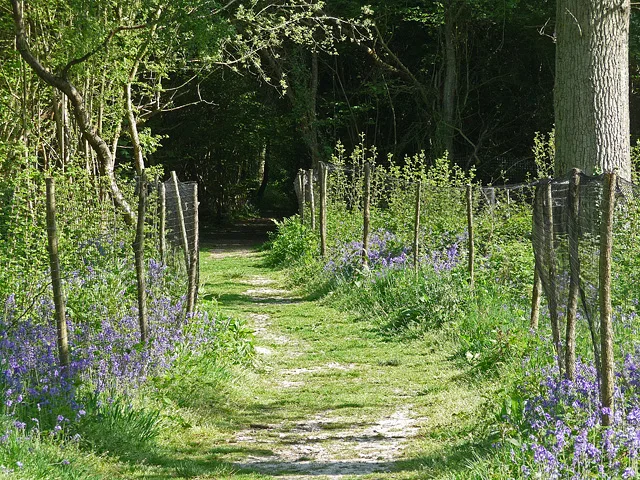 Kings Wood