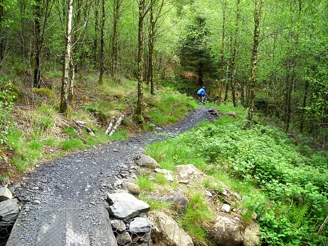 Kirroughtree Forest