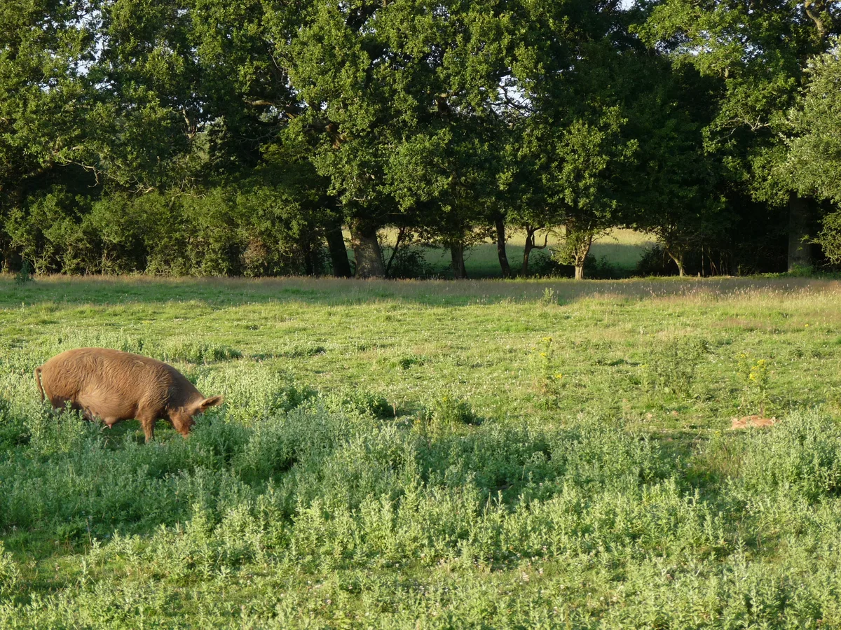 Knepp Wildland