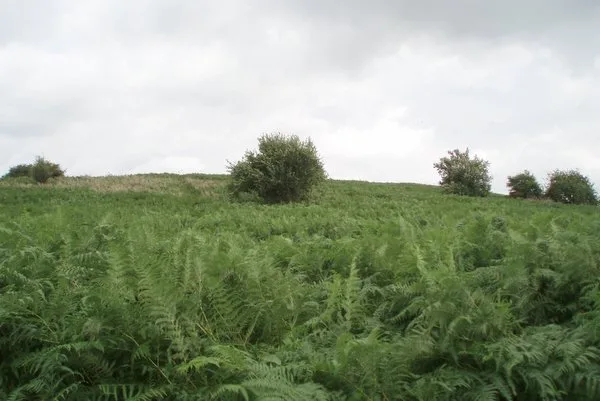 Knowle Hill