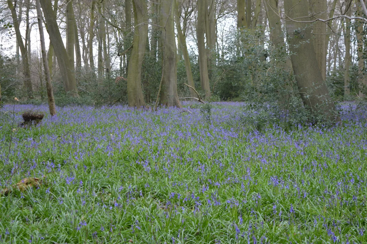 Lambridge Wood