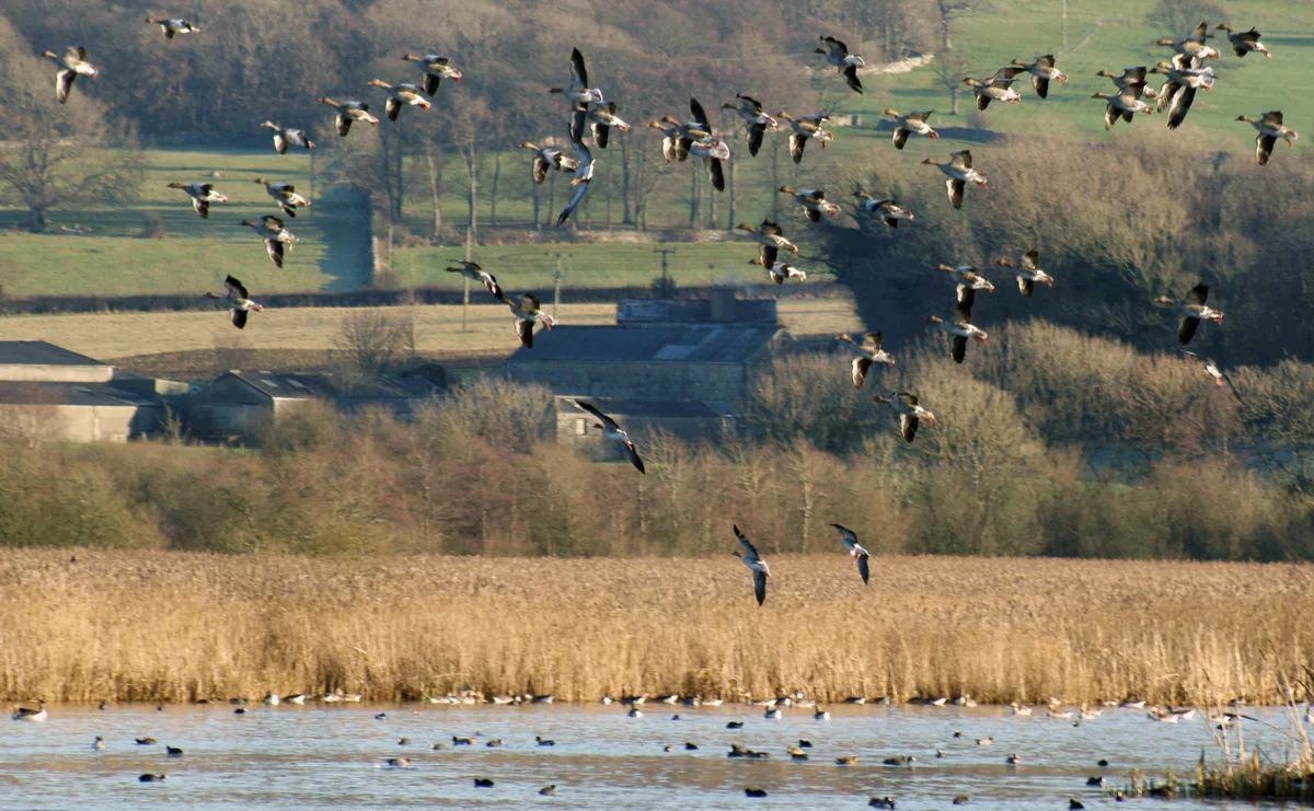 Leighton Moss RSPB reserve