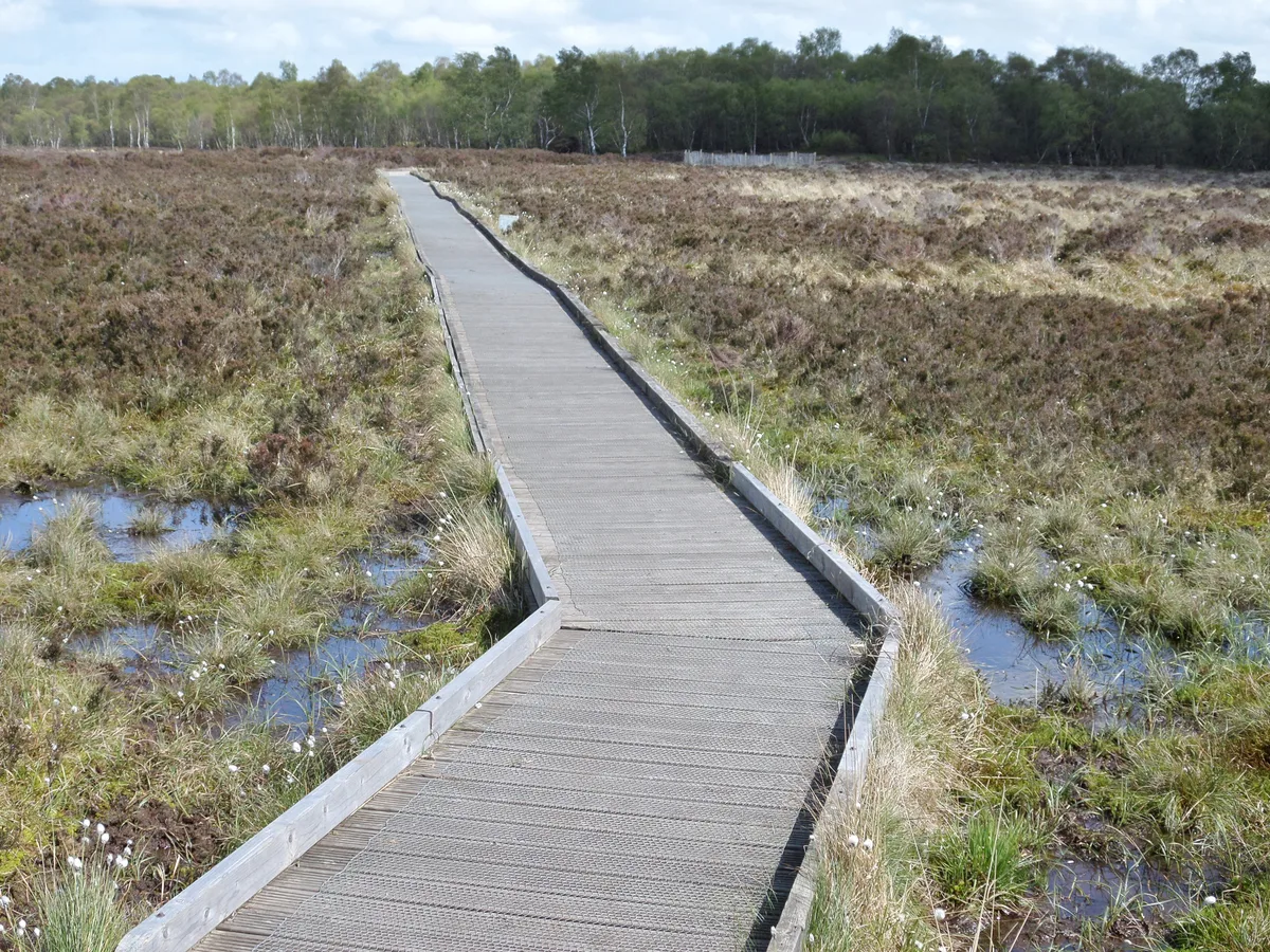 Lenzie Moss
