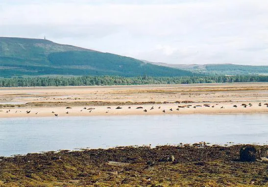 Loch Fleet National Nature Reserve