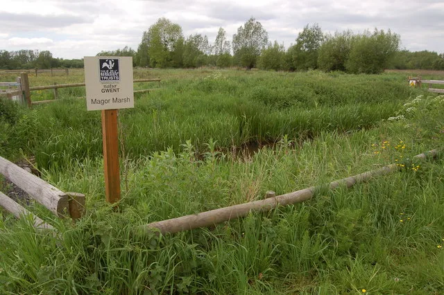 Magor Marsh