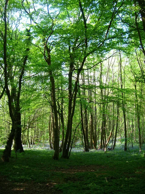 Maplehurst Wood