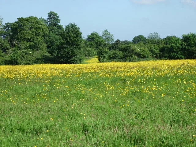 Martin's Meadows