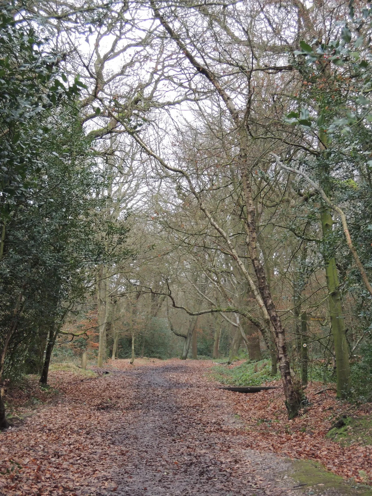 Merrion's Wood