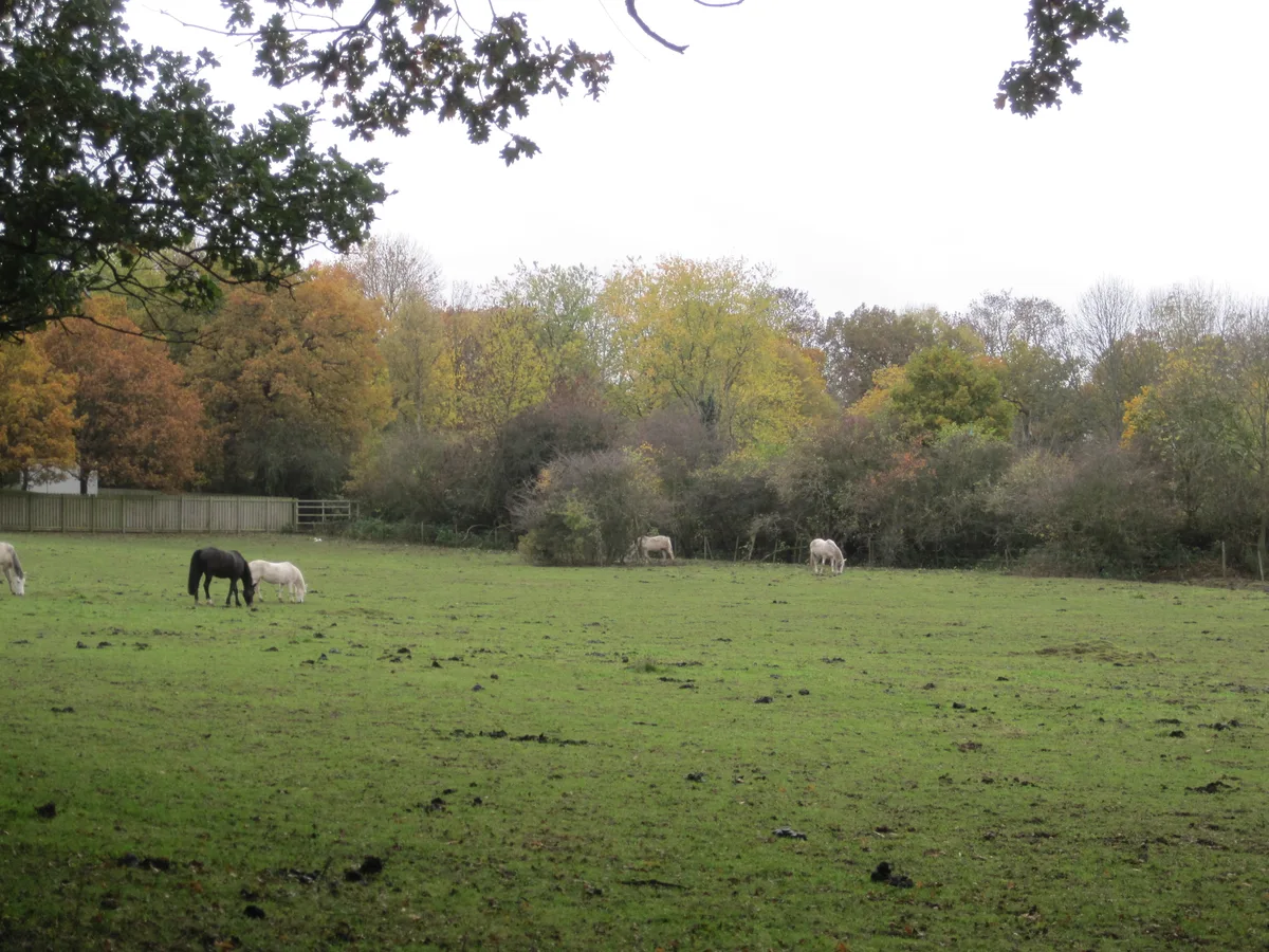 Mill Hill Substation Pastures