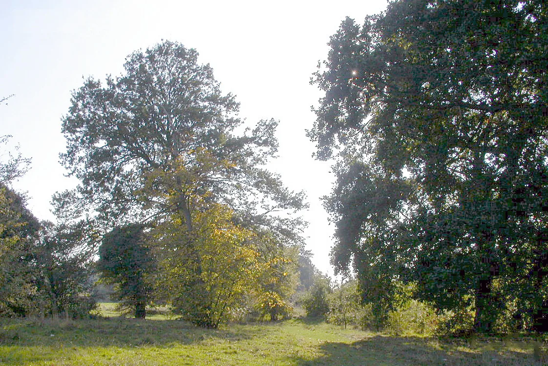 Morden Park (park)