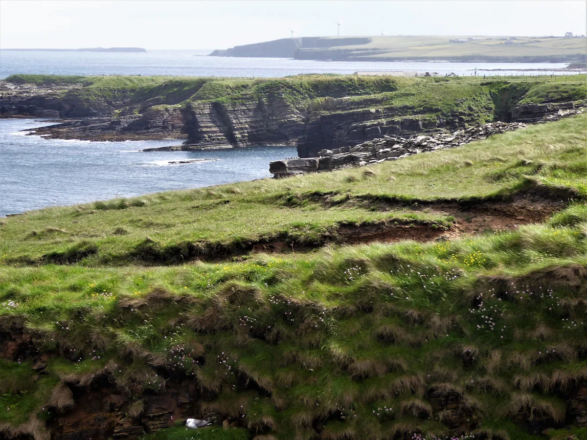 Mull Head Nature Reserve