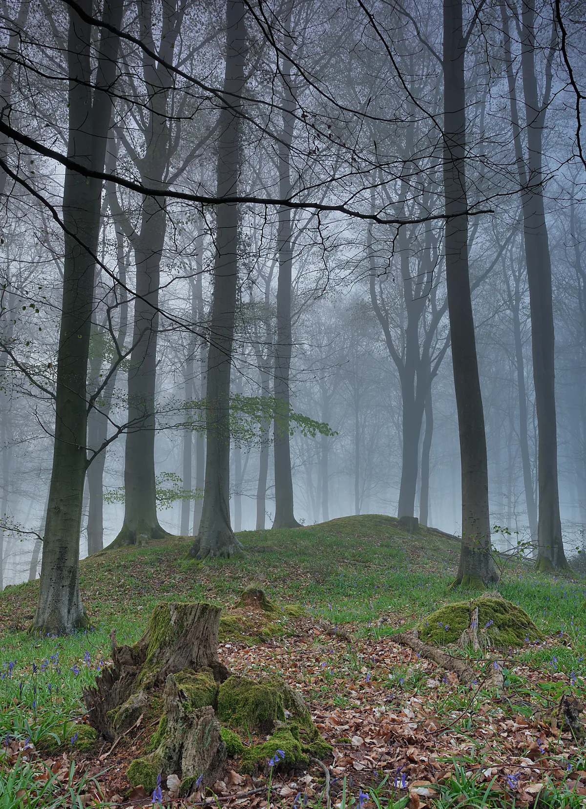 Multi-period site in Micheldever Wood