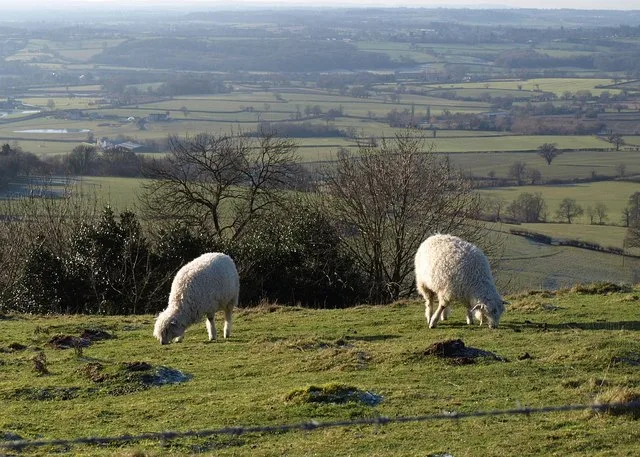 Nibley Knoll