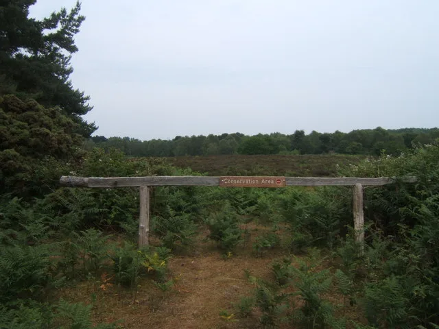 North Warren RSPB reserve