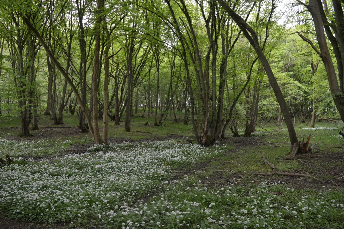 Nunn Wood
