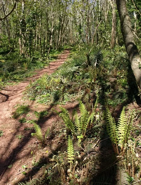 Occombe Valley Woods