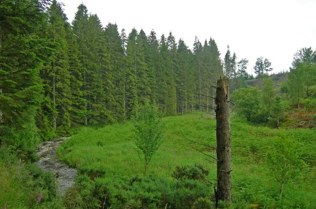 Oldman Wood