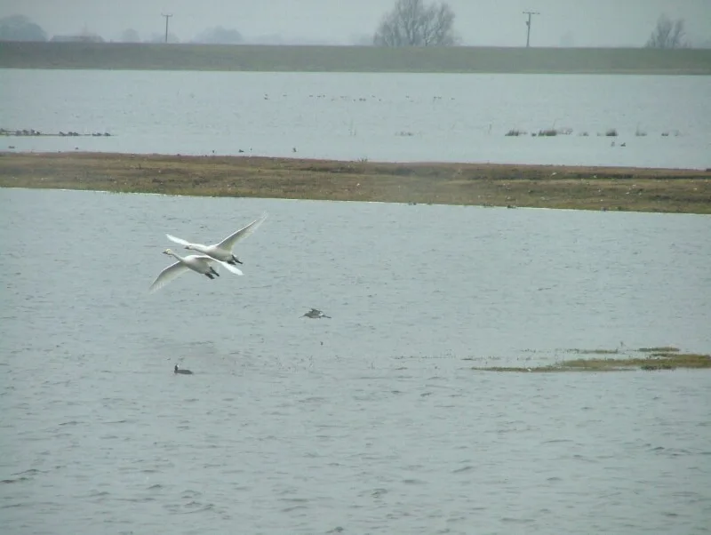 Ouse Washes